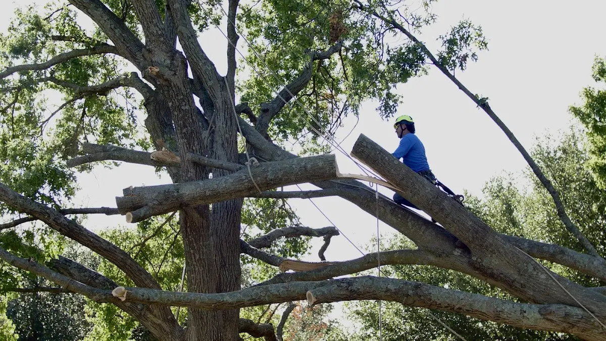 Professional Hazardous Tree Removal performed by certified arborists in Dillsboro